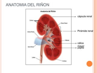 Estructura del riñon y filtracion glomerular | PPTX