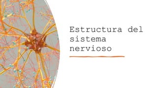 Estructura del
sistema
nervioso
 