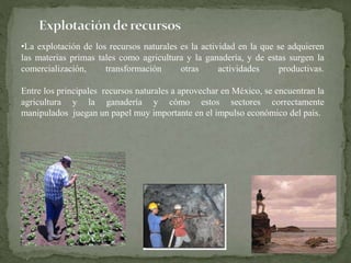 •La explotación de los recursos naturales es la actividad en la que se adquieren 
las materias primas tales como agricultura y la ganadería, y de estas surgen la 
comercialización, transformación otras actividades productivas. 
Entre los principales recursos naturales a aprovechar en México, se encuentran la 
agricultura y la ganadería y cómo estos sectores correctamente 
manipulados juegan un papel muy importante en el impulso económico del país. 
 