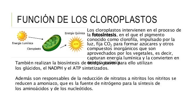 Estructura del cloroplasto y pigmentos fotosintéticos