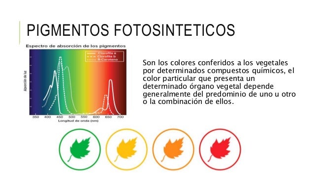 Estructura del cloroplasto y pigmentos fotosintéticos