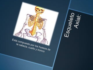 Estructura general del esqueleto