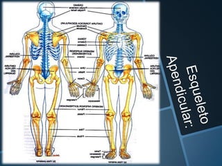 Estructura general del esqueleto
