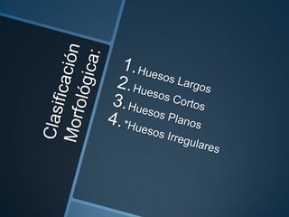 Estructura general del esqueleto