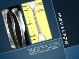 Estructura general del esqueleto