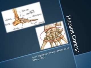 Estructura general del esqueleto