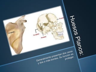 Estructura general del esqueleto