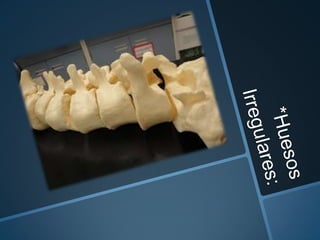 Estructura general del esqueleto