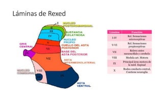 Rexed Estructura histológica de la médula espinal (3).pptx