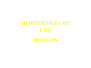 MORFOLOGÍA DE
LOS
HONGOS
 