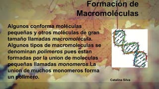 Formación de
Macromoléculas
Algunos conforma moléculas
pequeñas y otros moléculas de gran
tamaño llamadas macromolécula.
Algunos tipos de macromoleculas se
denominan polimeros pues estan
formadas por la union de moleculas
pequeñas llamadas monomeros.La
union de muchos monomeros forma
un polimero. Catalina Silva
 