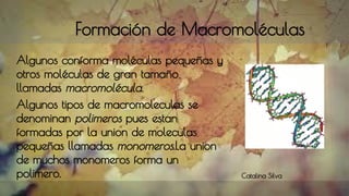 Formación de Macromoléculas
Algunos conforma moléculas pequeñas y
otros moléculas de gran tamaño
llamadas macromolécula.
Algunos tipos de macromoleculas se
denominan polimeros pues estan
formadas por la union de moleculas
pequeñas llamadas monomeros.La union
de muchos monomeros forma un
polimero. Catalina Silva
 