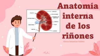 Anatomía
interna
de los
riñones
Alexia Sebastian Robles
 