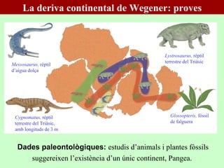 Messosaurus,  rèptil d’aigua dolça   Glossopteris,  fòssil de falguera Cygnomatus,  rèptil terrestre del Triàsic, amb longituds de 3 m   Lystrosaurus,  rèptil terrestre del Triàsic Dades paleontològiques:  estudis d’animals i plantes fòssils suggereixen l’existència d’un únic continent, Pangea.   La deriva continental de Wegener: proves 