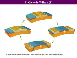 El cicle de Wilson explica de manera encadenada la creació I la desaparició d’escorça El Cicle de Wilson (1) 