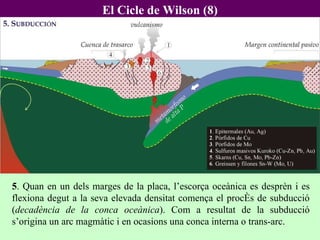 El Cicle de Wilson (8) 5 . Quan en un dels marges de la placa, l’escorça oceànica es desprèn i es flexiona degut a la seva elevada densitat comença el procés de subducció ( decadència de la conca oceànica ). Com a resultat de la subducció s’origina un arc magmàtic i en ocasions una conca interna o trans-arc.  