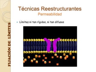 Técnicas Reestructurantes
                                         Permeabilidad

                         Límites ni tan rígidos, ni tan difusos
FIJACIÓN DE LÍMITES
 