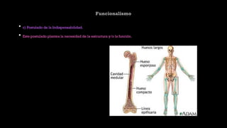 Funcionalismo
• c) Postulado de la Indispensabilidad.
• Este postulado plantea la necesidad de la estructura y/o la función.
 