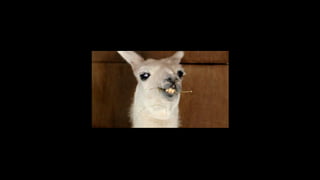 Estructuralismo y funcionalismo