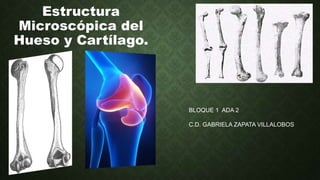 Estructura
Microscópica del
Hueso y Cartílago.
BLOQUE 1 ADA 2
C.D. GABRIELA ZAPATA VILLALOBOS
 