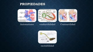 Automatismo conductibilidad Contractilidad
excitabilidad
PROPIEDADES
 