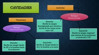 CAVIDADES Aurículas
Ventrículos
Tabique
interauricular
Tabique
interventricular
Izquierda:
Recibe la sangre oxigenad
que retorna de los pulmones
a través del 4 VP.
Derecha:
Recibe la sangre
desoxigenada que retorna a
través de las venas cavas
sup e inf.
Izquierdo:
Recibe la sangre desde la
AI y la bombea a la aorta
Derecho:
Recibe las sangre desde
la AD y la bombea hacia
los pulmones
 