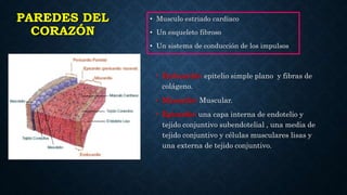 PAREDES DEL
CORAZÓN
• Musculo estriado cardiaco
• Un esqueleto fibroso
• Un sistema de conducción de los impulsos
• Endocardio: epitelio simple plano y fibras de
colágeno.
• Miocardio: Muscular.
• Epicardio: una capa interna de endotelio y
tejido conjuntivo subendotelial , una media de
tejido conjuntivo y células musculares lisas y
una externa de tejido conjuntivo.
 