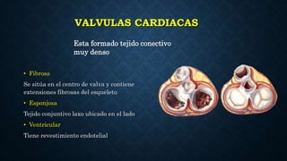 VALVULAS CARDIACAS
Esta formado tejido conectivo
muy denso
• Fibrosa
Se sitúa en el centro de valva y contiene
extensiones fibrosas del esqueleto
• Esponjosa
Tejido conjuntivo laxo ubicado en el lado
• Ventricular
Tiene revestimiento endotelial
 