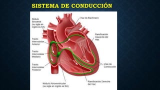 SISTEMA DE CONDUCCIÓN
 