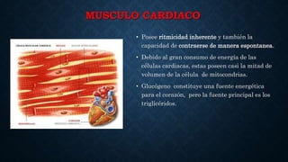 MUSCULO CARDIACO
• Posee ritmicidad inherente y también la
capacidad de contraerse de manera espontanea.
• Debido al gran consumo de energía de las
células cardiacas, estas poseen casi la mitad de
volumen de la célula de mitocondrias.
• Glucógeno constituye una fuente energética
para el corazón, pero la fuente principal es los
triglicéridos.
 