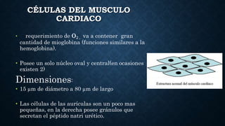 • requerimiento de O2 , va a contener gran
cantidad de mioglobina (funciones similares a la
hemoglobina).
• Posee un solo núcleo oval y central(en ocasiones
existen 2)
Dimensiones:
• 15 µm de diámetro a 80 µm de largo
• Las células de las aurículas son un poco mas
pequeñas, en la derecha posee gránulos que
secretan el péptido natri urético.
CÉLULAS DEL MUSCULO
CARDIACO
 
