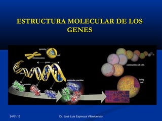 ESTRUCTURA MOLECULAR DE LOS
                GENES




24/01/13      Dr. José Luis Espinoza Villavicencio
 