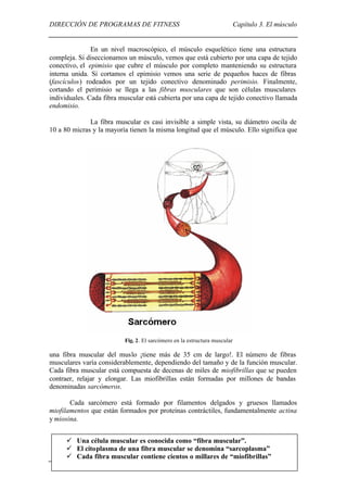 DIRECCIÓN DE PROGRAMAS DE FITNESS                                          Capítulo 3. El músculo


               En un nivel macroscópico, el músculo esquelético tiene una estructura
compleja. Si diseccionamos un músculo, vemos que está cubierto por una capa de tejido
conectivo, el epimisio que cubre el músculo por completo manteniendo su estructura
interna unida. Si cortamos el epimisio vemos una serie de pequeños haces de fibras
(fascículos) rodeados por un tejido conectivo denominado perimisio. Finalmente,
cortando el perimisio se llega a las fibras musculares que son células musculares
individuales. Cada fibra muscular está cubierta por una capa de tejido conectivo llamada
endomisio.

              La fibra muscular es casi invisible a simple vista, su diámetro oscila de
10 a 80 micras y la mayoría tienen la misma longitud que el músculo. Ello significa que




                          Fig. 2. El sarcómero en la estructura muscular

una fibra muscular del muslo ¡tiene más de 35 cm de largo!. El número de fibras
musculares varía considerablemente, dependiendo del tamaño y de la función muscular.
Cada fibra muscular está compuesta de decenas de miles de miofibrillas que se pueden
contraer, relajar y elongar. Las miofibrillas están formadas por millones de bandas
denominadas sarcómeros.

       Cada sarcómero está formado por filamentos delgados y gruesos llamados
miofilamentos que están formados por proteínas contráctiles, fundamentalmente actina
y miosina.


      ü Una célula muscular es conocida como “fibra muscular”.
      ü El citoplasma de una fibra muscular se denomina “sarcoplasma”
      ü Cada fibra muscular contiene cientos o millares de “miofibrillas”
                                                                                              22
 