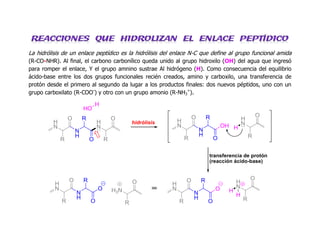 La hidrólisis de un enlace peptídico es la hidrólisis del enlace N-C que define al grupo funcional amida 
(R-CO-NHR). Al final, el carbono carbonílico queda unido al grupo hidroxilo (OH) del agua que ingresó 
para romper el enlace, Y el grupo amnino sustrae Al hidrógeno (H). Como consecuencia del equilibrio 
ácido-base entre los dos grupos funcionales recién creados, amino y carboxilo, una transferencia de 
protón desde el primero al segundo da lugar a los productos finales: dos nuevos péptidos, uno con un 
grupo carboxilato (R-COO-) y otro con un grupo amonio (R-NH3 
+). 
H 
N 
N 
H 
H 
N 
R 
O R 
O R 
O 
HO 
H 
H 
N 
N 
H 
H 
N 
R 
O R 
O R 
O 
OH H 
transferencia de protón 
(reacción ácido-base) 
H 
N 
N 
H 
H 
N 
R 
O R 
O R 
O 
O H 
H 
H 
N 
N 
H 
H3N 
R 
O R 
O R 
O 
O 
hidrólisis 
 