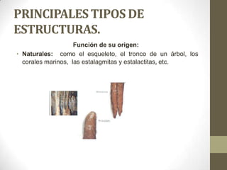 PRINCIPALES TIPOS DE
ESTRUCTURAS.
Función de su origen:
• Naturales: como el esqueleto, el tronco de un árbol, los
corales marinos, las estalagmitas y estalactitas, etc.

 