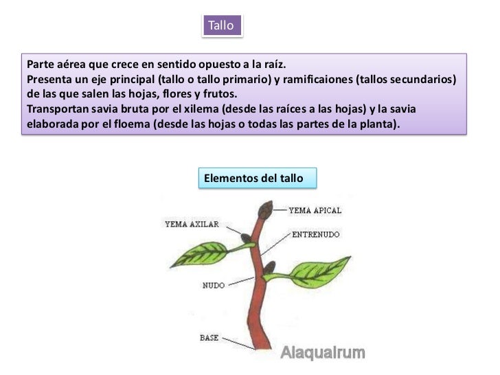 Estructuras vegetativasplantasconflor Estructuras vegetativasplantasconflor