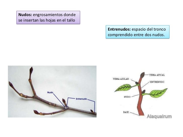 Nudo Y Entrenudo De Una Planta