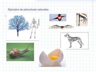 Ejemplos de estructuras naturales
 