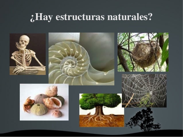 Resultado de imagen para estructuras naturales