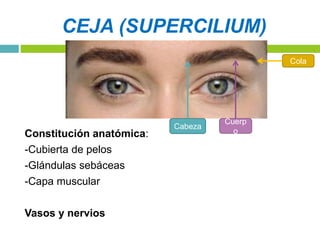 Estructuras accesorias del ojo y vías ópticas | PPTX