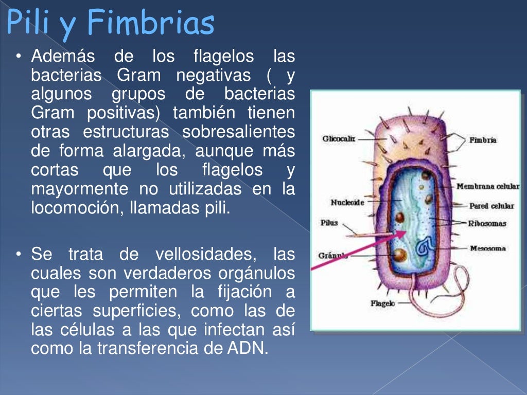 Estructuras bacterianas (flagelo, pili y fimbrias)