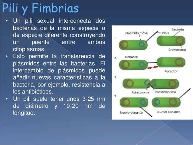 En Que Celula Se Encuentra El Pili es.slideshare.net