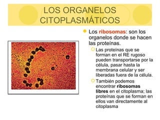 LOS ORGANELOS
CITOPLASMÁTICOS
Los ribosomas: son los
organelos donde se hacen
las proteínas.
 Las proteínas que se
forman en el RE rugoso
pueden transportarse por la
célula, pasar hasta la
membrana celular y ser
liberadas fuera de la célula.
 También podemos
encontrar ribosomas
libres en el citoplasma; las
proteínas que se forman en
ellos van directamente al
citoplasma
 