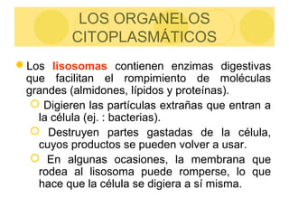 LOS ORGANELOS
CITOPLASMÁTICOS
Los lisosomas contienen enzimas digestivas
que facilitan el rompimiento de moléculas
grandes (almidones, lípidos y proteínas).
 Digieren las partículas extrañas que entran a
la célula (ej. : bacterias).
 Destruyen partes gastadas de la célula,
cuyos productos se pueden volver a usar.
 En algunas ocasiones, la membrana que
rodea al lisosoma puede romperse, lo que
hace que la célula se digiera a sí misma.
 