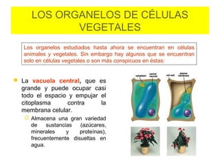 LOS ORGANELOS DE CÉLULAS
VEGETALES
 La vacuola central, que es
grande y puede ocupar casi
todo el espacio y empujar el
citoplasma contra la
membrana celular.
 Almacena una gran variedad
de sustancias (azúcares,
minerales y proteínas),
frecuentemente disueltas en
agua.
Los organelos estudiados hasta ahora se encuentran en células
animales y vegetales. Sin embargo hay algunos que se encuentran
solo en células vegetales o son más conspicuos en éstas:
 