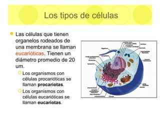 Los tipos de células
Las células que tienen
organelos rodeados de
una membrana se llaman
eucarióticas. Tienen un
diámetro promedio de 20
um.
 Los organismos con
células procarióticas se
llaman procariotas.
 Los organismos con
células eucarióticas se
llaman eucariotas.
 