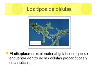 El citoplasma es el material gelatinoso que se
encuentra dentro de las células procarióticas y
eucarióticas.
Los tipos de células
Ameba
 