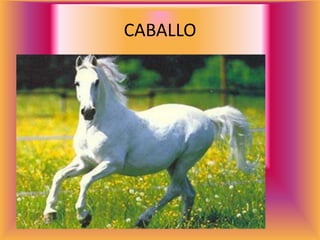 CABALLO