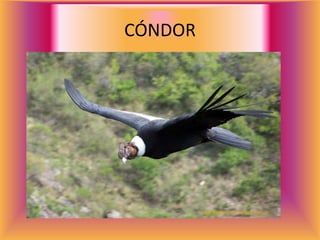 CÓNDOR