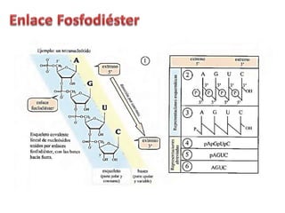 Estructuras de los nucleótidos 